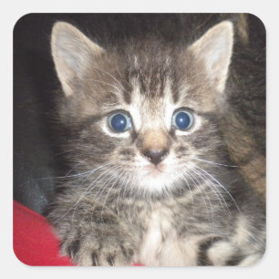 Surprised Kitten stickers