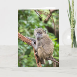 Surprised or shocked baboon monkey in tree card