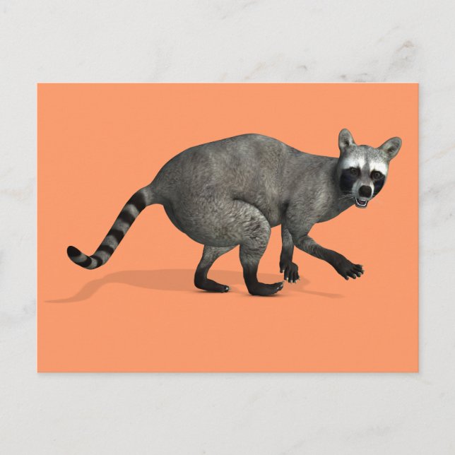 Surprised Racoon Postcard (Front)