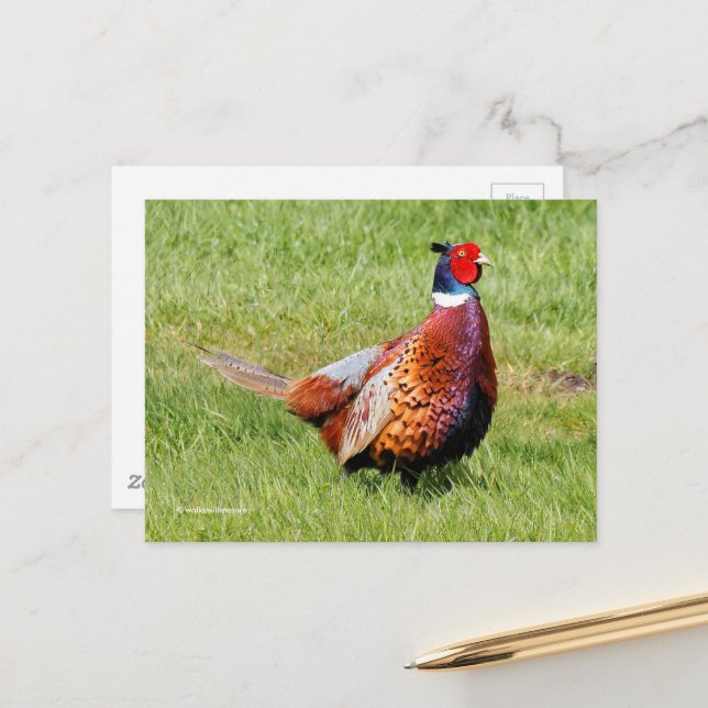 Surprised Ring-Necked Pheasant in Grass Postcard (Front/Back In Situ)