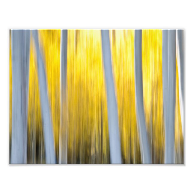Surrounded by Aspen trees Photo Print (Front)