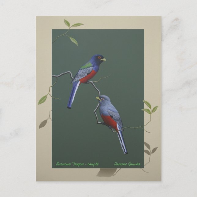 Surucua Trogon - couple Postcard (Front)