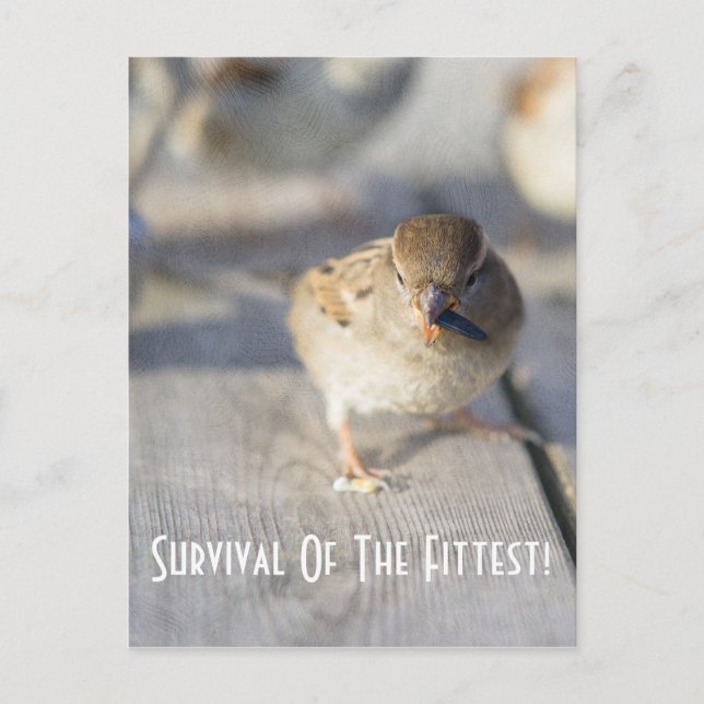 Survival Of The Fittest Postcard (Front)