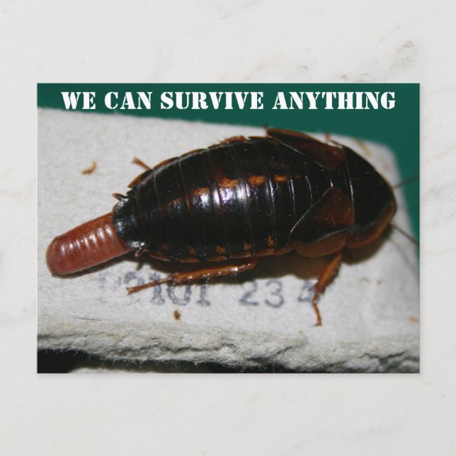Survive Anything, Cockroach with egg sac Postcard (Front)