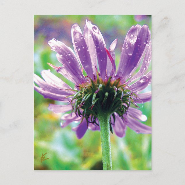 Survivor, Purple Flower with Dew Postcard (Front)