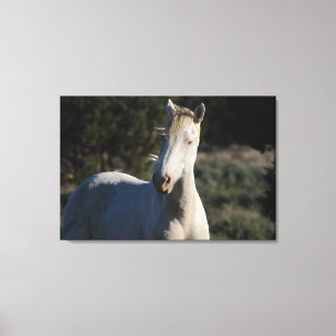 Survivor ~ Wild Iconic Stallion of Steens Canvas 