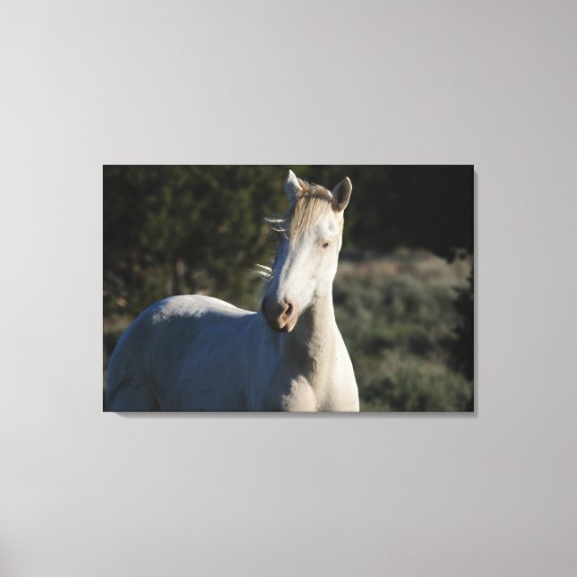 Survivor ~ Wild Iconic Stallion of Steens Canvas  Print (Front)