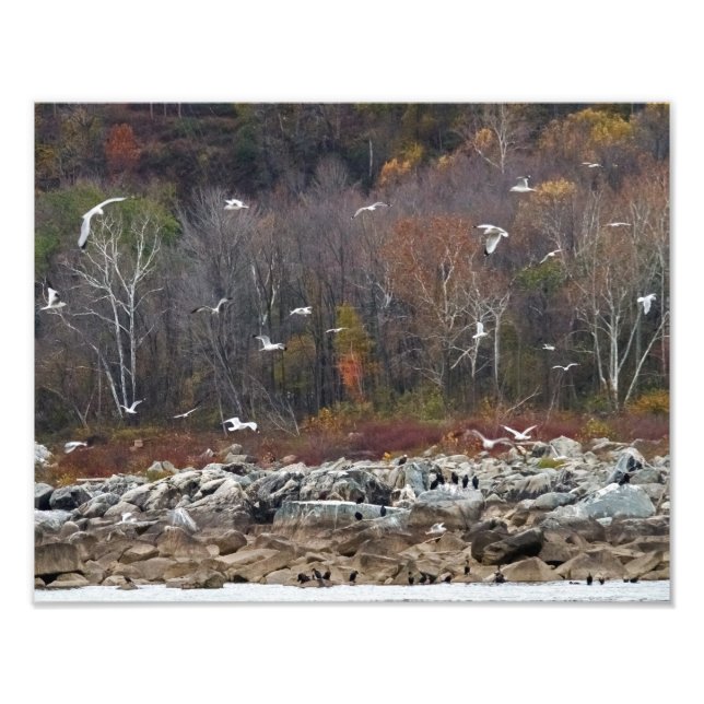 Susquehanna River Shoreline Photo Print (Front)