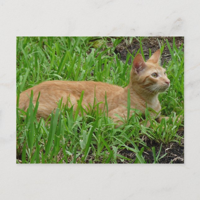 süße braune Katze Postcard (Front)