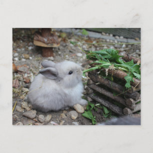 süßes Häschen, Babykaninchen das frisst :) Postcard