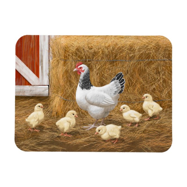 Sussex Chicken Mama Hen and Chicks Magnet (Horizontal)