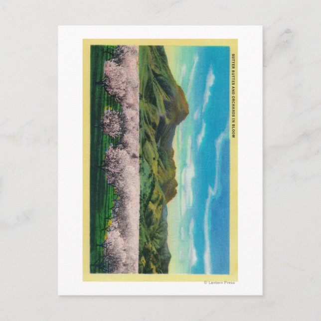 Sutter Buttes and Orchards in Bloom Postcard (Front)