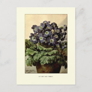 Suttons' blue primula postcard