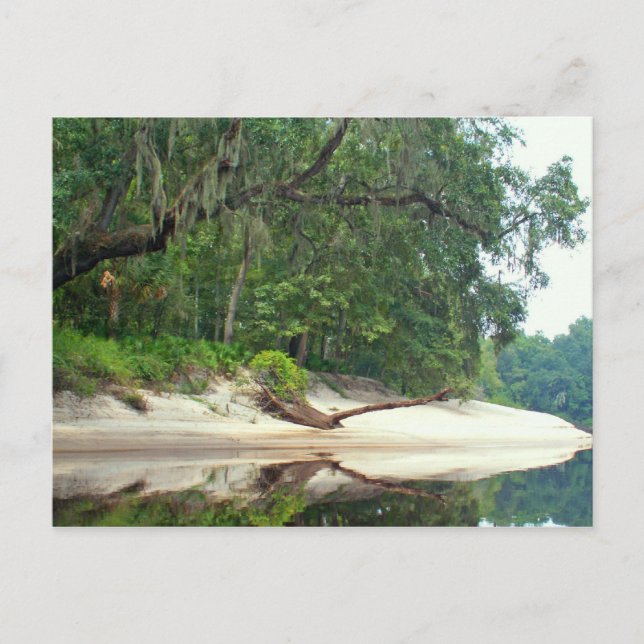 Suwannee River sandbar Postcard (Front)