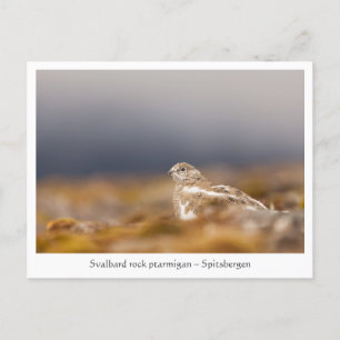 Svalbard Ptarmigan Wildlife Photo Postcard