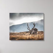 Svalbard Reindeer Nature Photo