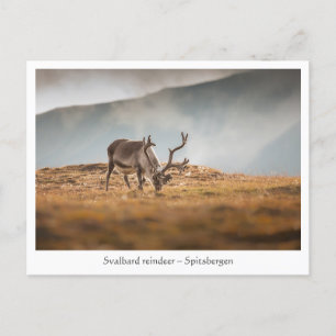 Svalbard Reindeer Nature Photo Postcard