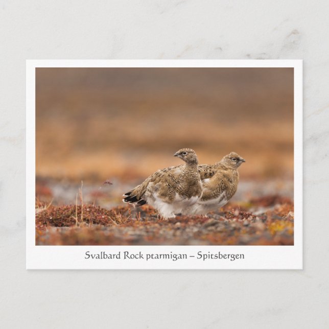 Svalbard Rock Ptarmigan Nature Photo Postcard (Front)
