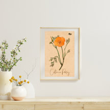 California Wildflower Poppy