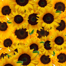 Rustic Golden Sunflower Pattern and Country 