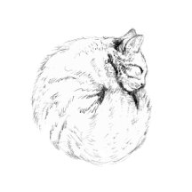 Sleeping Kitty