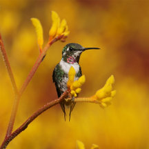 The Woodstar Hummingbird Collection