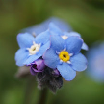 Forget-me-not Collection