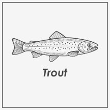 Trout Collection