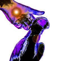 Legging All Fisheye Parrots.