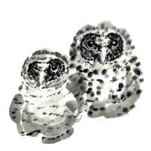 Owls
