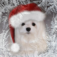 Snowdrop the Maltese Christmas Greeting Cards