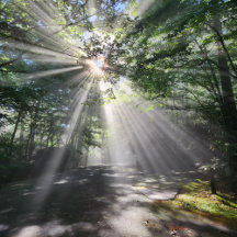  Wildlife Accessories & Gifts