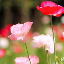 Poppy