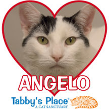 Angelo