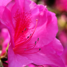 Azalea