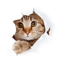 Modern Mug Collection