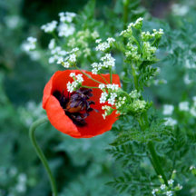 Red Poppy Bloom: Artistic Botanical Gifts