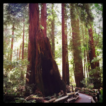 Cathedral Grove, Muir Woods National Monument, CA