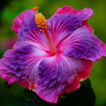Hibiscus Flower Collection