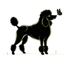 Elegant Poodle Soft Silhouette Collection 