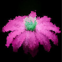 "Wild" Pink Coneflower