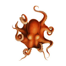 Octopuses - Vintage Illustrations