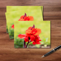 Red Lily