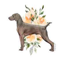 Weimaraner