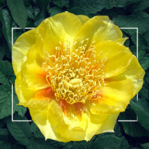 Orchids and Flowers Collection