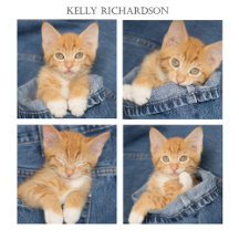 Blue Jean kittens