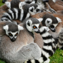 Animals