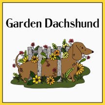 Dachshund