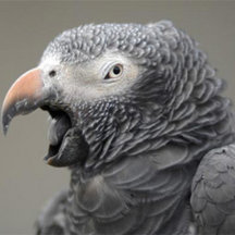 African Grey Parrot