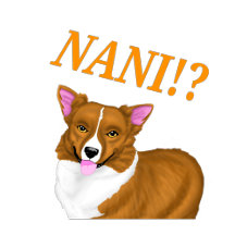 Nani corgi